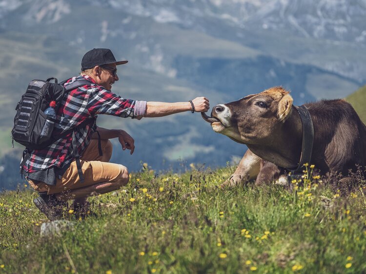 Wanderer trifft auf eine liegende Kuh | © Davos Klosters Mountains 